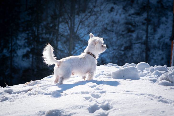 Photo Bichon Maltais