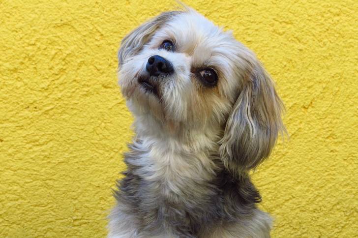 Photo Bichon Maltais