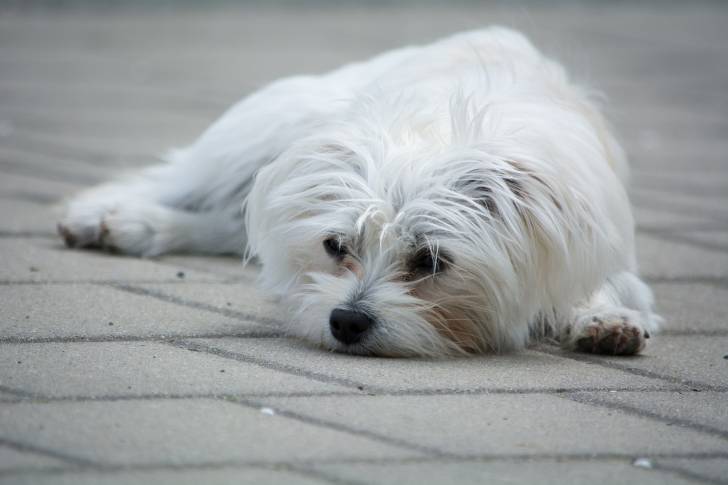 Photo Bichon Maltais