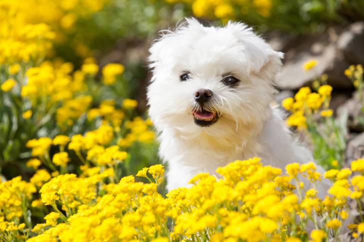 Photo Bichon Maltais