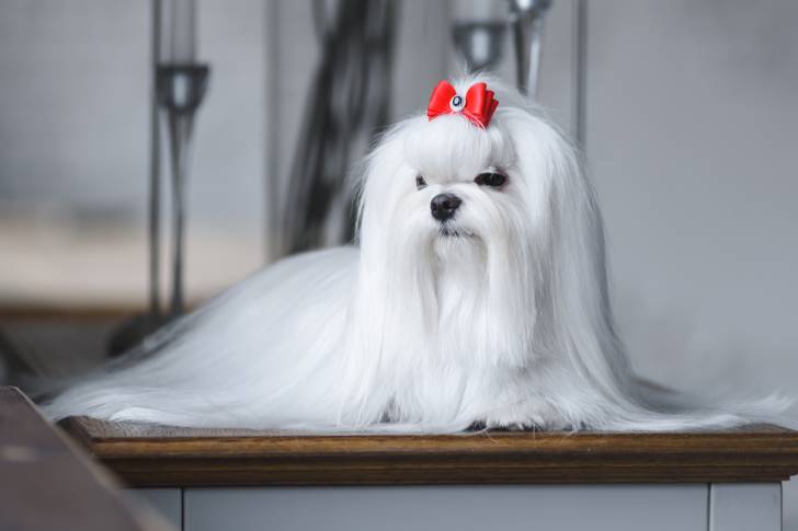 Un Bichon Maltais est allongé sur une table en bois