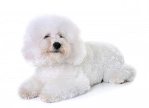 Un Bichon Maltais sur fond blanc