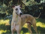 Pleine Lune - Whippet (2 ans)