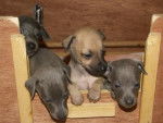 les chiots de Fidjy - Whippet (2 mois)