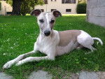 Alpha - Whippet M&acirc;le (5 ans)