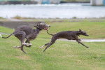 Photo Whippet