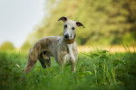 Photo Whippet