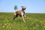 Photo Whippet