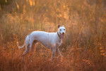 Photo Whippet