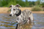 Un lévrier Whippet se baigne dans un lac