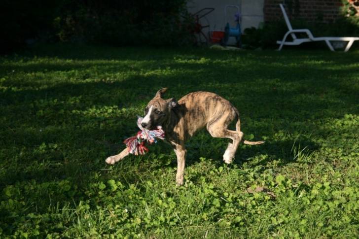 Chéri-Chéri - Whippet Mâle (Autre)
