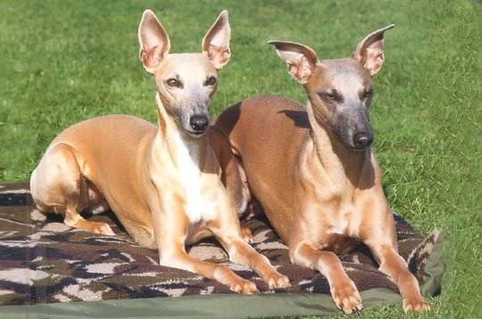 Kiki et Kiko - Whippet (1 an)