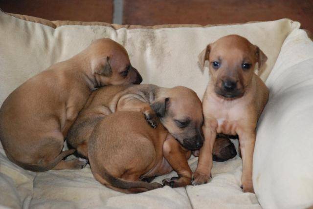 Noa , Peluche , Frico , Linn - Whippet Mâle (1 mois)