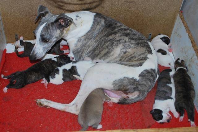 Fidjy et ses petits - Whippet (1 an)