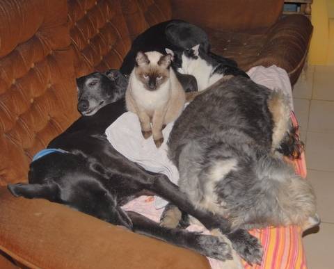 mes levriers et mon chat - Whippet (3 ans)