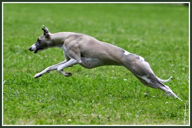 C'est l'Amour de la tour enchantée - Whippet