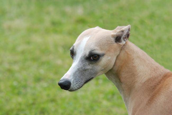 Donna star du haras d'helios "les yeux de biches" - Whippet