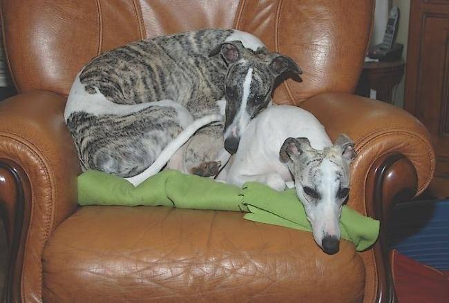 Céleste et Ernest - Whippet
