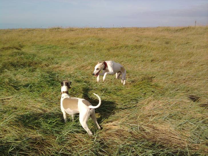 Alpha & Ermine - Whippet