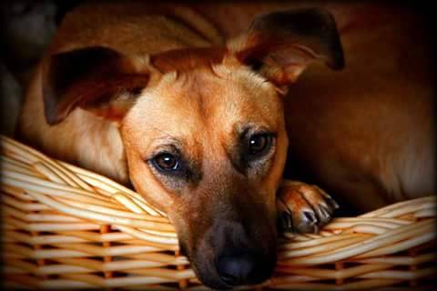 DAIBA - Whippet (3 ans)