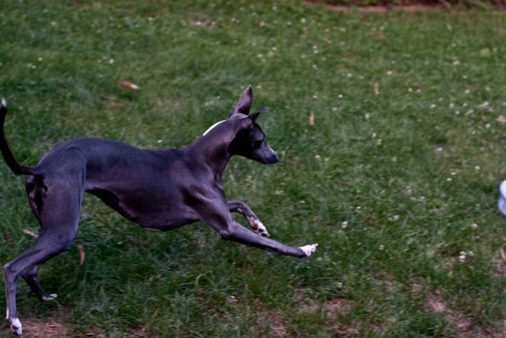 Le Lévrier Whippet - Whippet