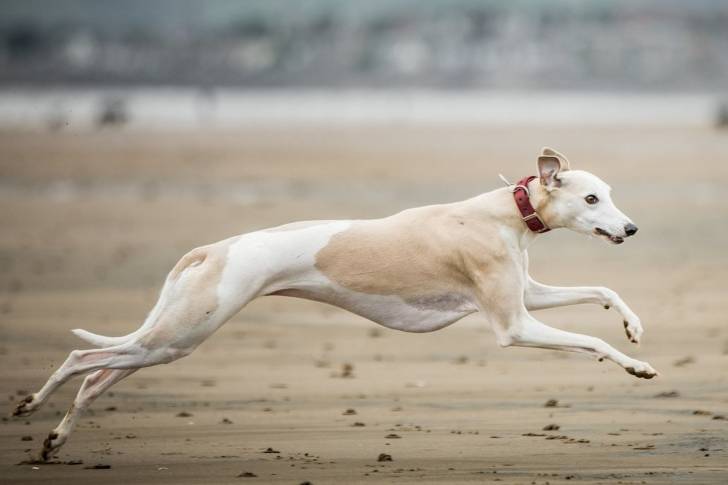 Photo Whippet