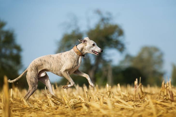 Photo Whippet
