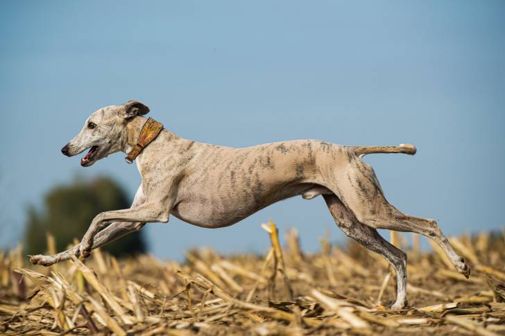 Photo Whippet