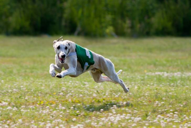 Photo Whippet