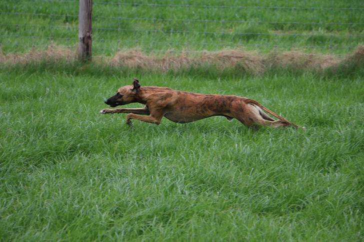 Photo Whippet