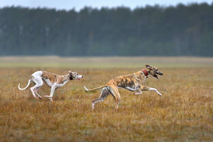 Photo Whippet
