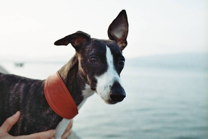 Photo Whippet