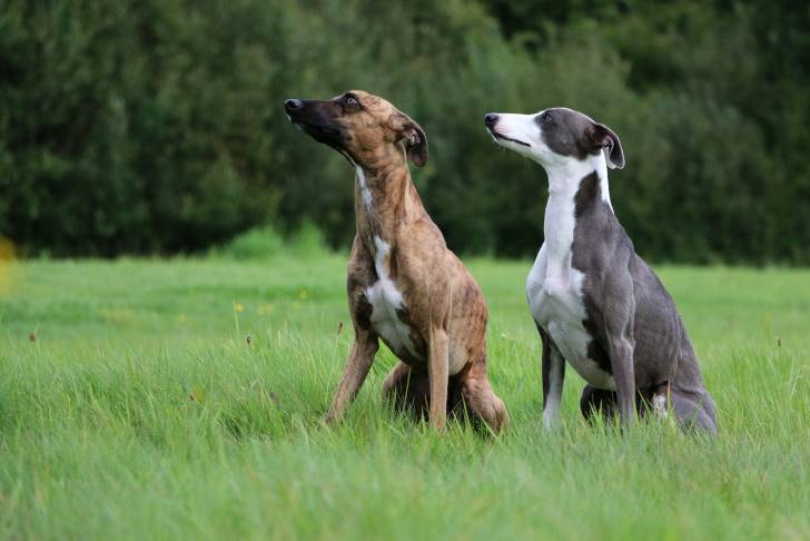 Photo Whippet