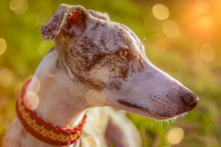 Photo Whippet
