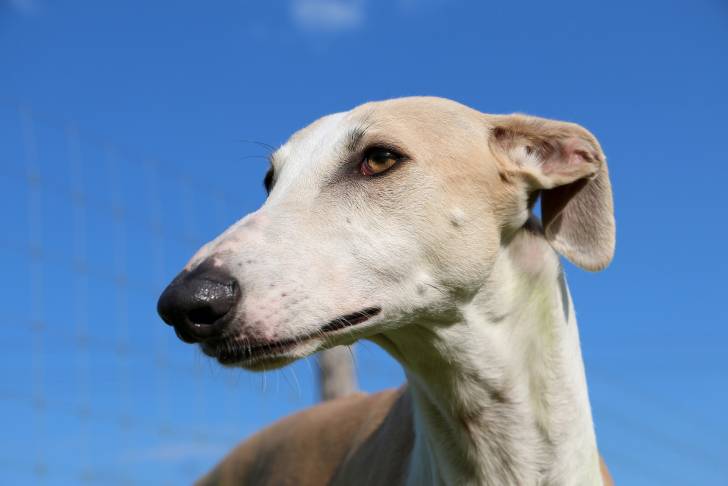 Photo Whippet