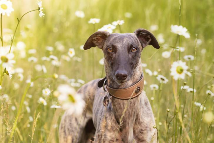 Photo Whippet
