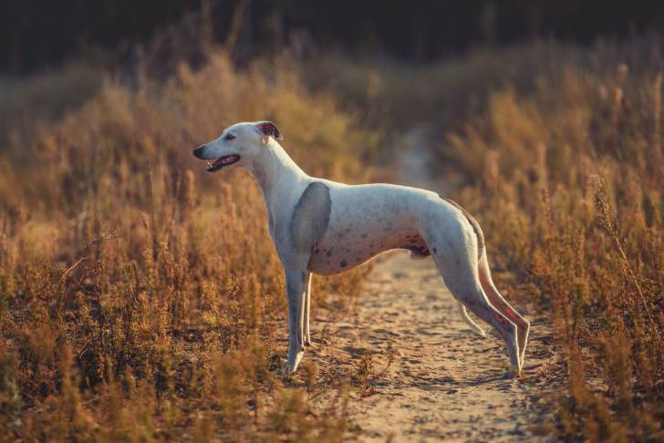 Photo Whippet