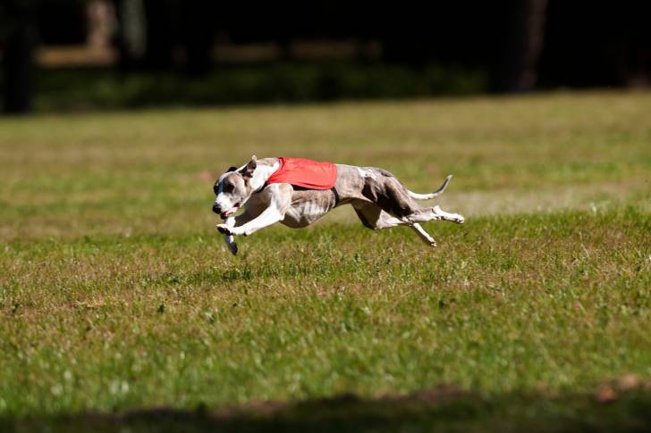 Photo Whippet