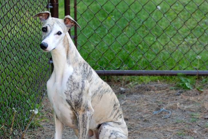Photo Whippet