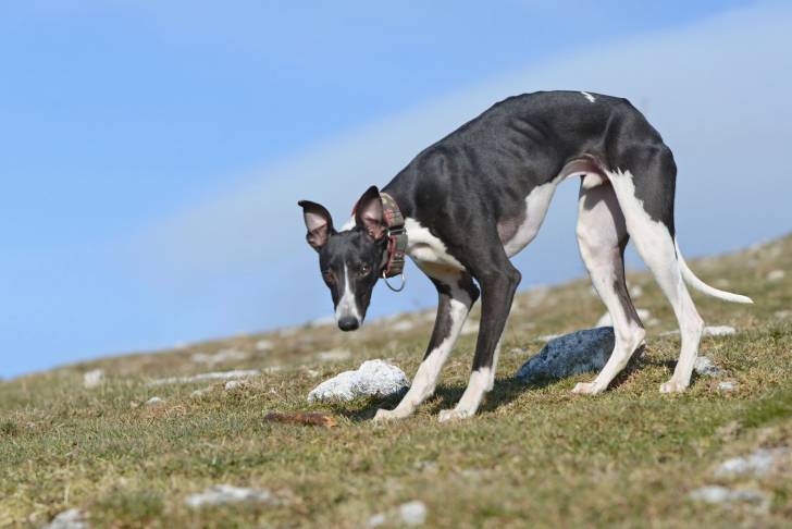 Photo Whippet
