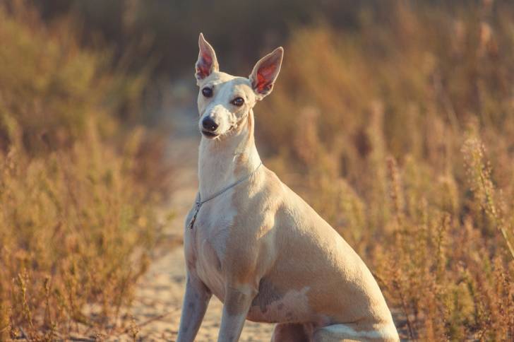 Photo Whippet