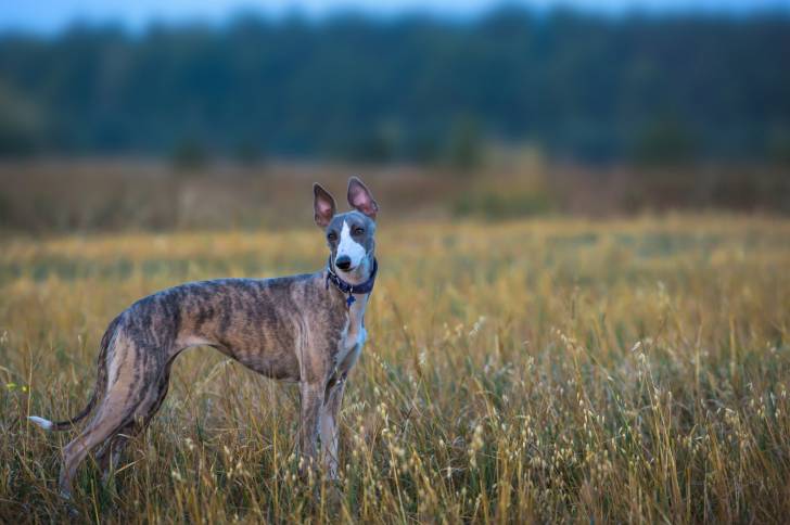 Photo Whippet