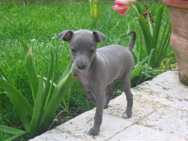 Carton - Whippet Mâle (2 mois)