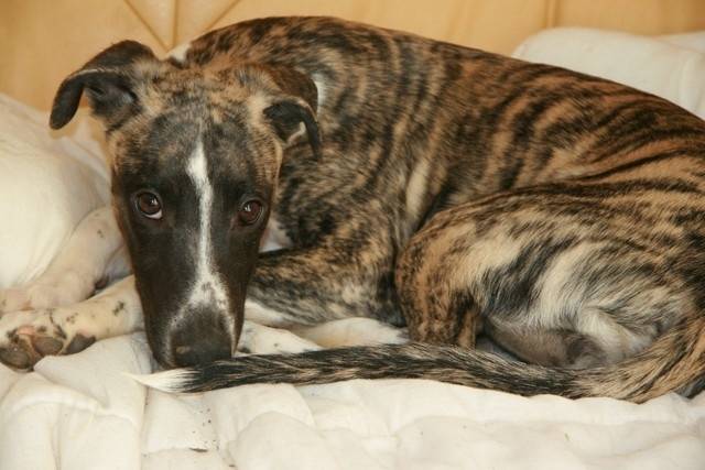 Draconis - Whippet Mâle (11 mois)