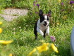 Rosco - Boston Terrier (10 mois)