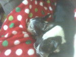 Trouble And Tinker - Boston Terrier (14 ans)
