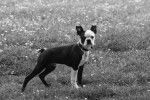 Terrier de Boston - Boston Terrier