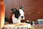 Terrier de Boston - Boston Terrier