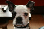 Terrier de Boston - Boston Terrier