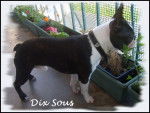 Boston Terrier "DIX SOUS" - Boston Terrier